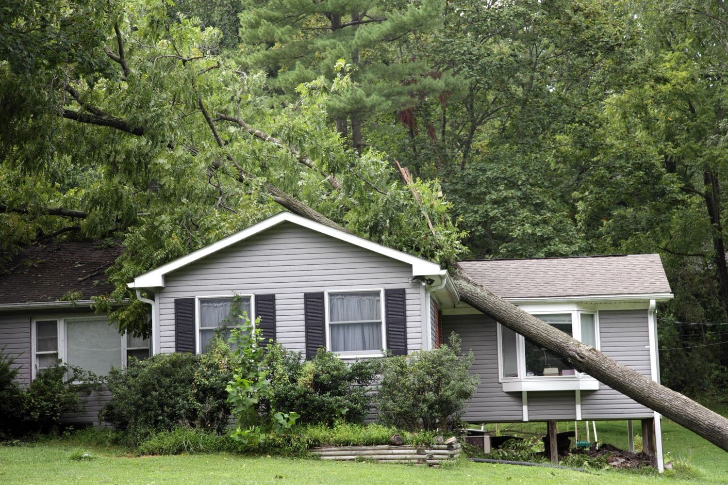 A fallen tree resting on the roof of a house after a storm.